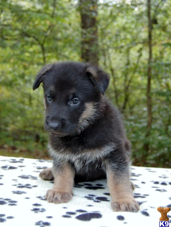 German Shepherd